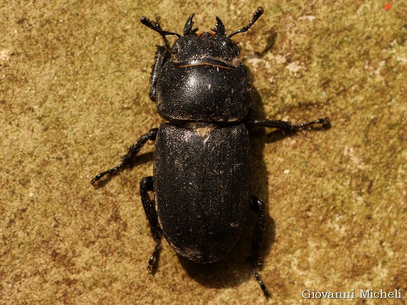 Lucanidae: Dorcus parallelipipedus?  S, femmina